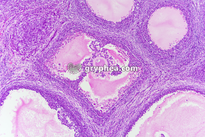 Ovaire de Lapine - follicule de De Graaf x25 - gryphea.com